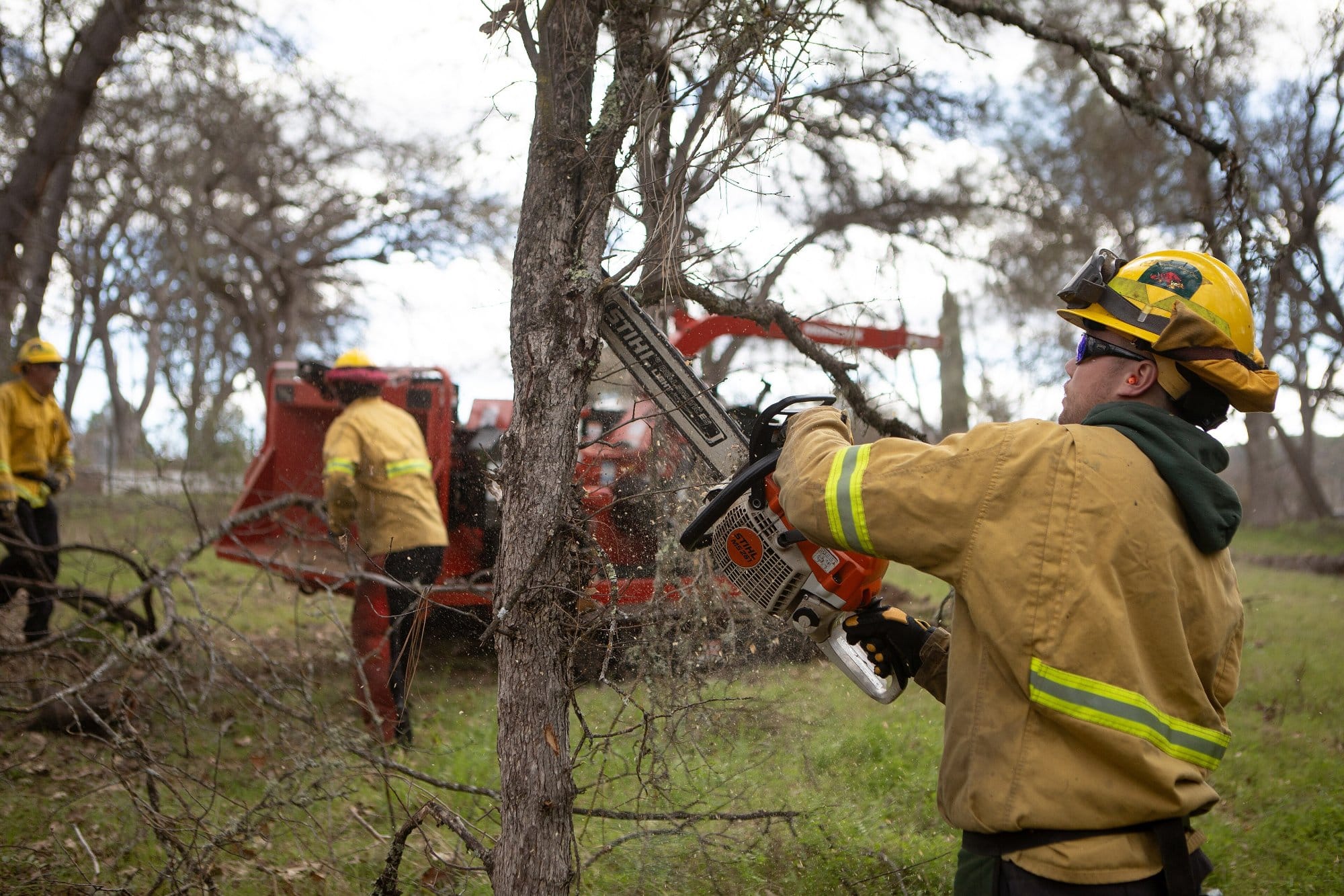 A crew member in a yellow fire shirt and helmet cuts a dead branch with a chainsaw while two coworkers feed brush into a red wood chipper among oak trees.
