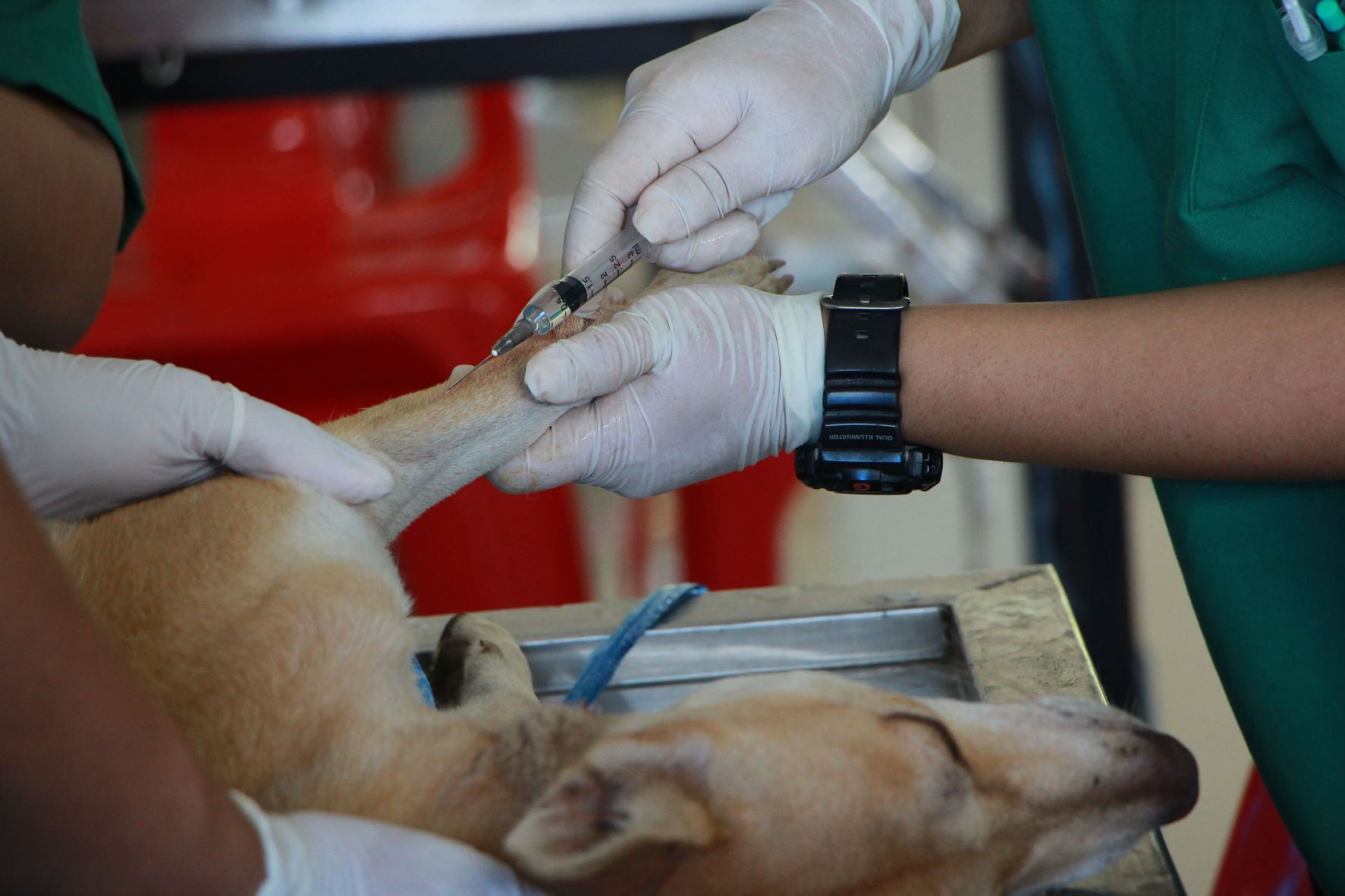 Top veterinary medicine schools