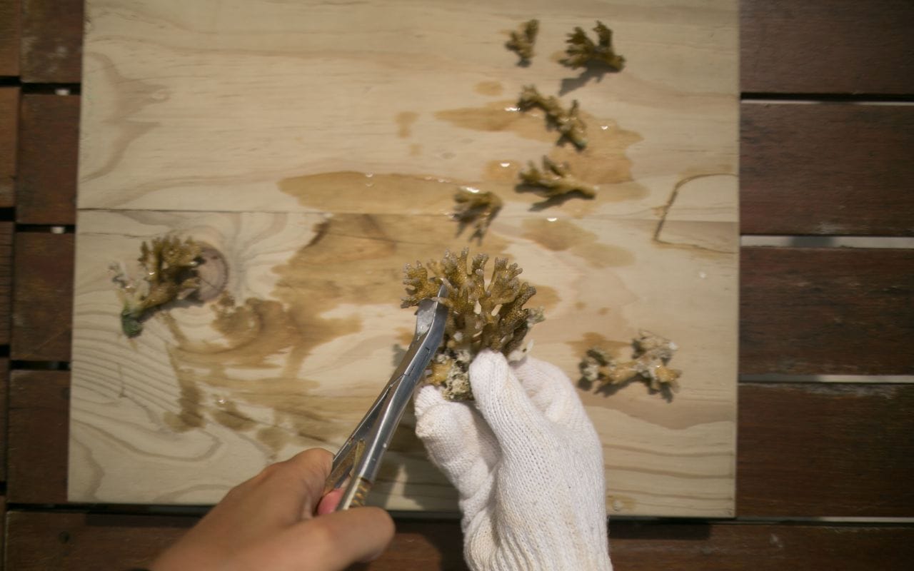 marine biologist cutting coral