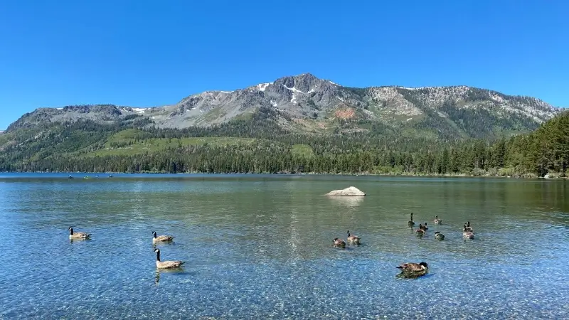 canada geese swimming in a Massachusetts pond