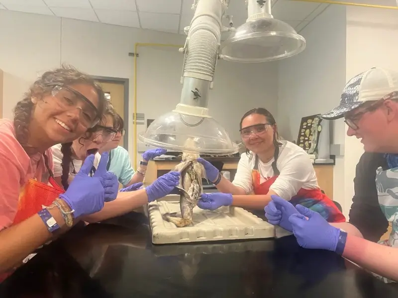 group of biology students dissect animal in classroom