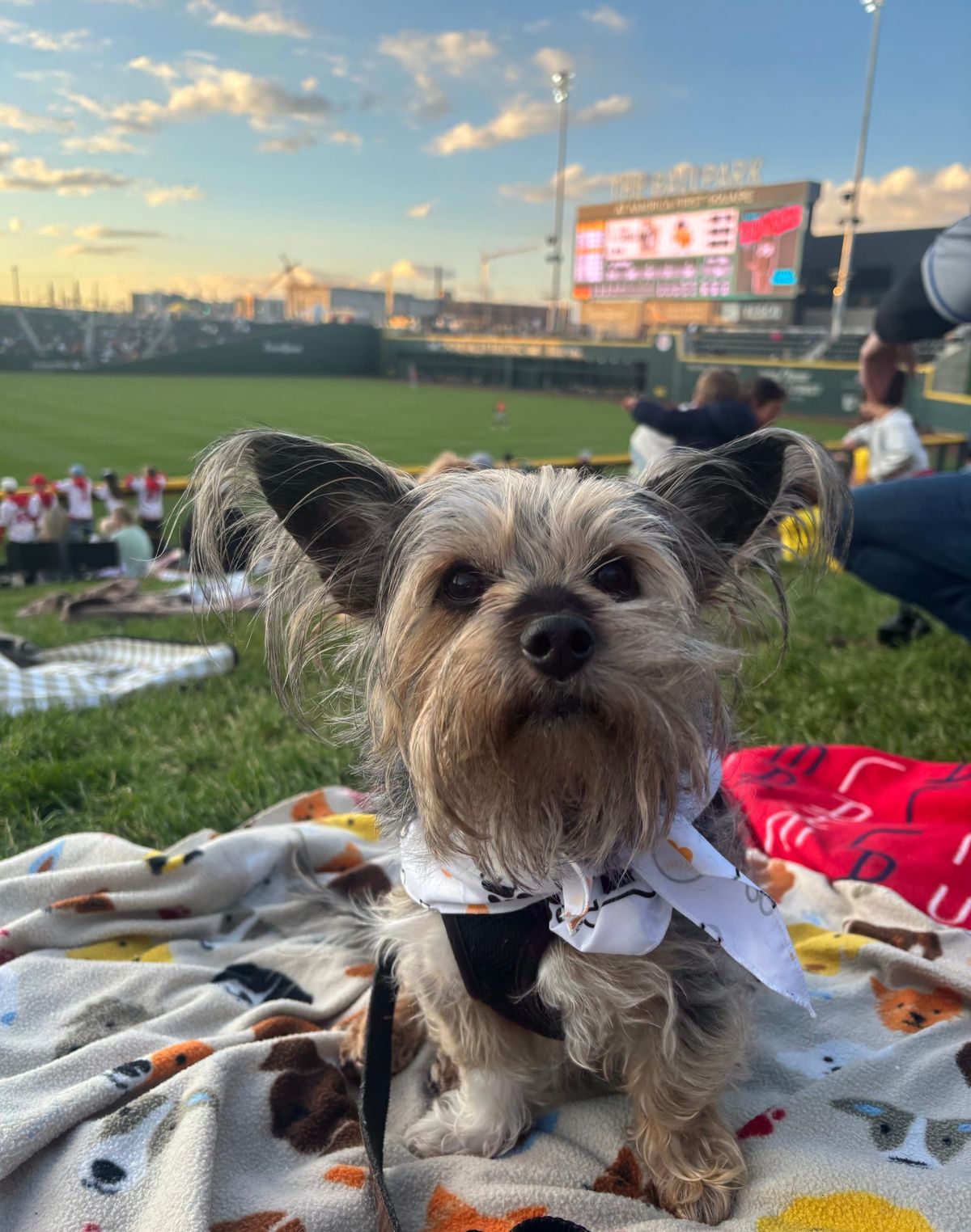 Bark in the Park and pretzel bats: There's nothing minor about Minor League Baseball.