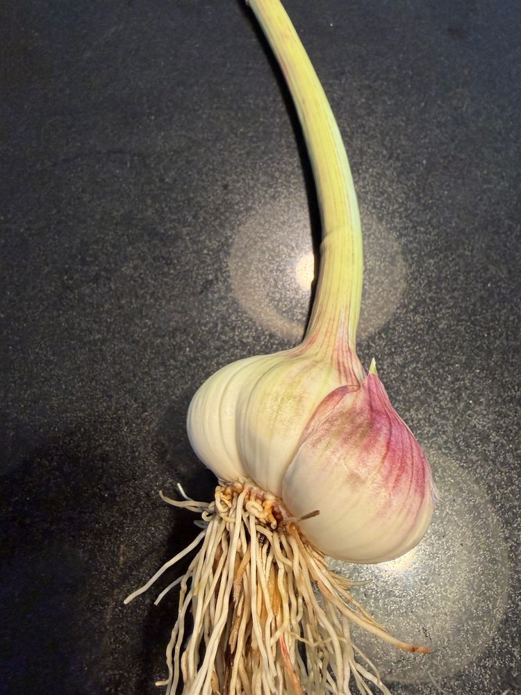 I grew a garlic!