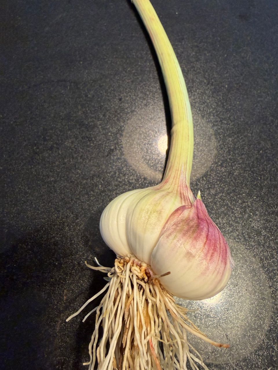 I grew a garlic!