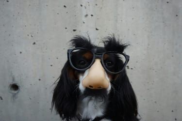 Anonymizing User, Company, and Location Data Using Faker