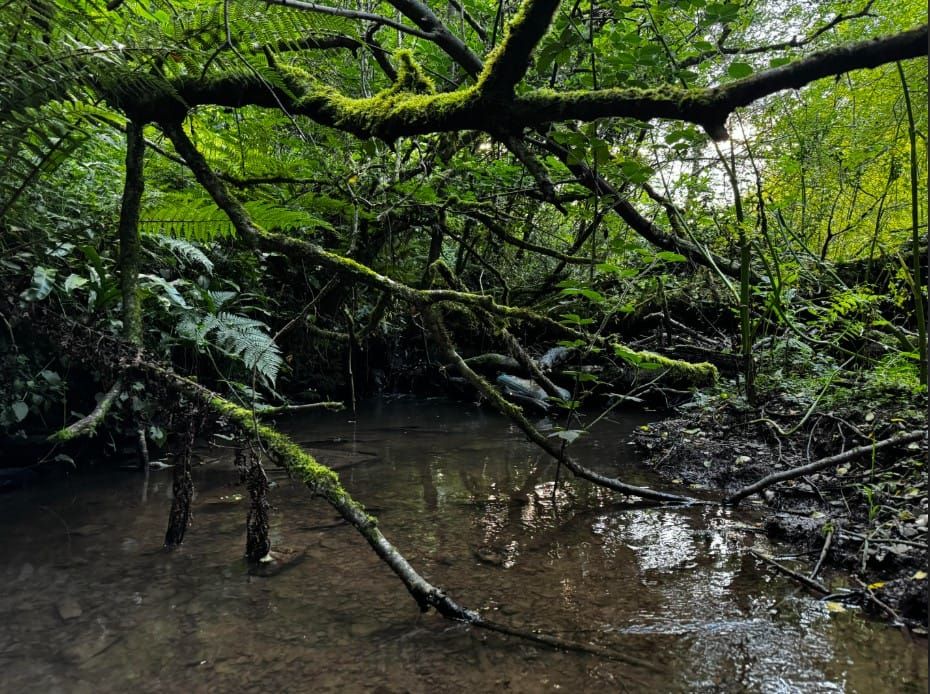 StoryWeaving Salon with Phil Tovey and Sarah Hendel-Blackford: How does an otter or an earthworm experience risk?