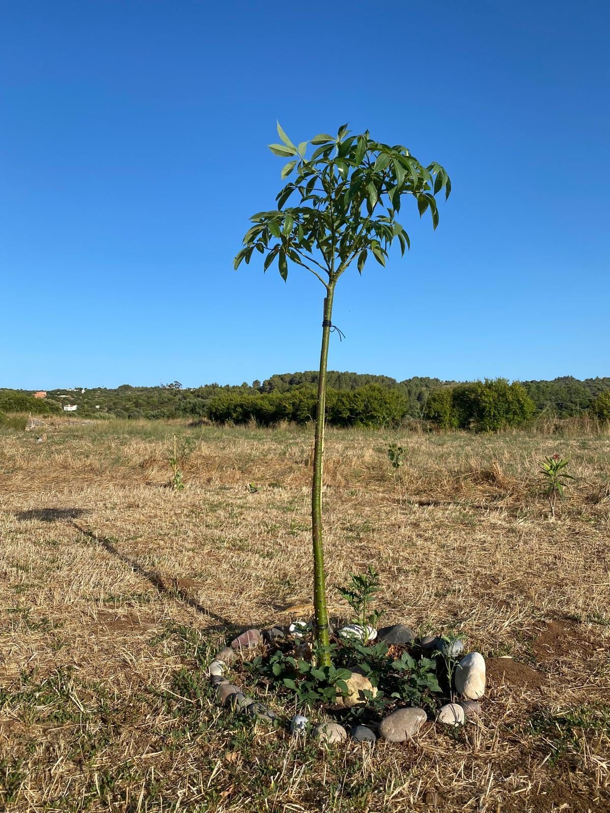 Bioregional  Interweaving makes Bioregional Friendship