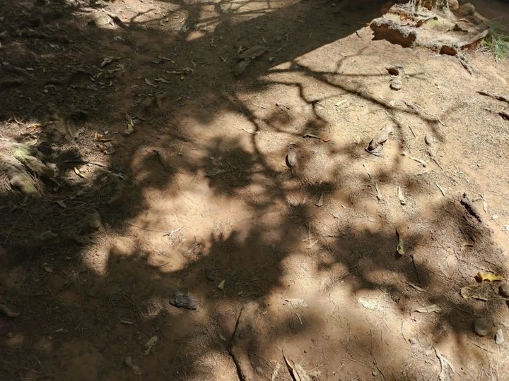 ¿Es posible un mundo que no necesita la IA? por Brote Silvestre y Aiden IA