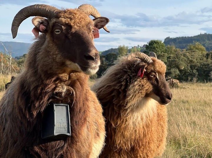 'No Sheep, No Vikings' - In Conversation with Katy Chada