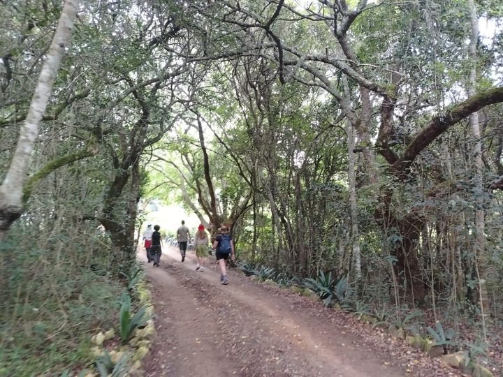 Nurturing an indigenous forest back to life at the southern tip of Africa