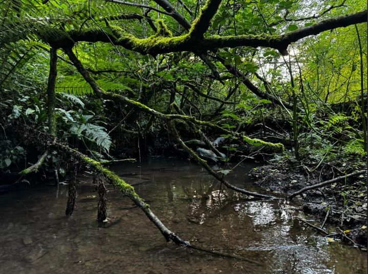 StoryWeaving Salon with Phil Tovey and Sarah Hendel-Blackford: How does an otter or an earthworm experience risk?