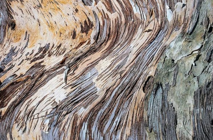 Salvador Perez - Leyes vivas, territorios que enseñan / Living laws, territories that teach