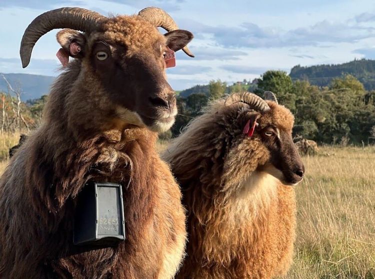 'No Sheep, No Vikings' - In Conversation with Katy Chada