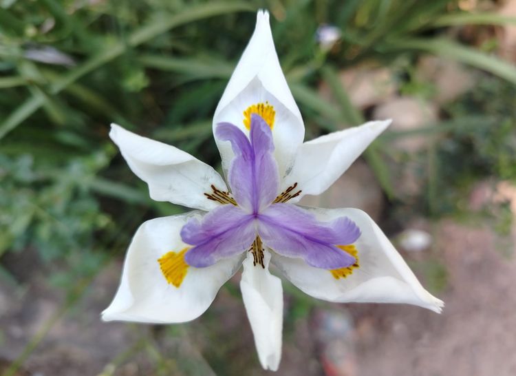 Exploring the biology of peace with Polyvagal Theory expert Deb Dana