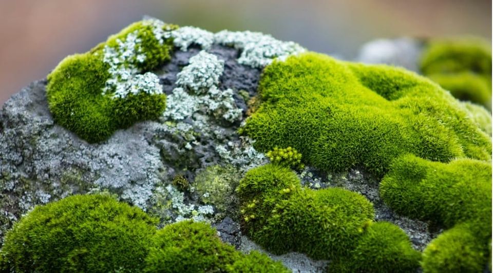 Welcome to StoryMoss