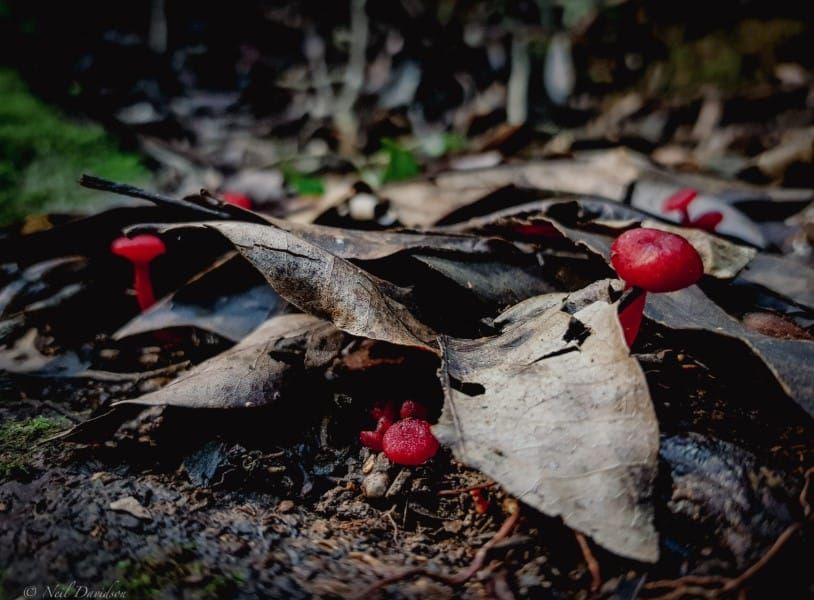 A conversation about facing collapse with Anne Billen and Neil Davidson, And Now What