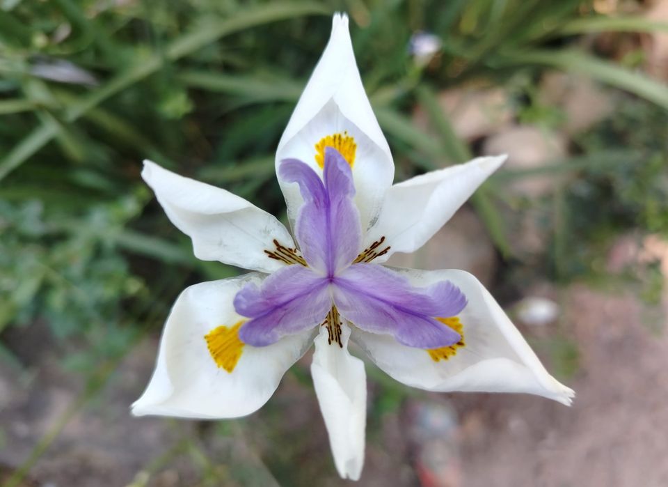 Exploring the biology of peace with Polyvagal Theory expert Deb Dana