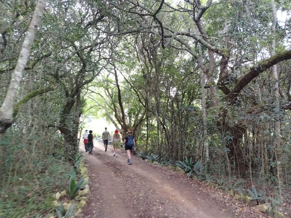 Nurturing an indigenous forest back to life at the southern tip of Africa
