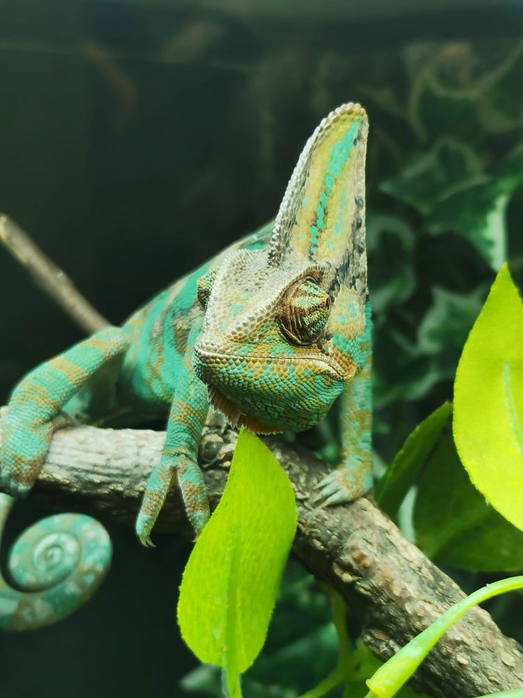 A Trip to the New Forest