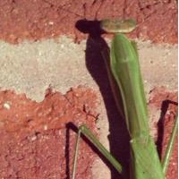 She Was Often Very Vile