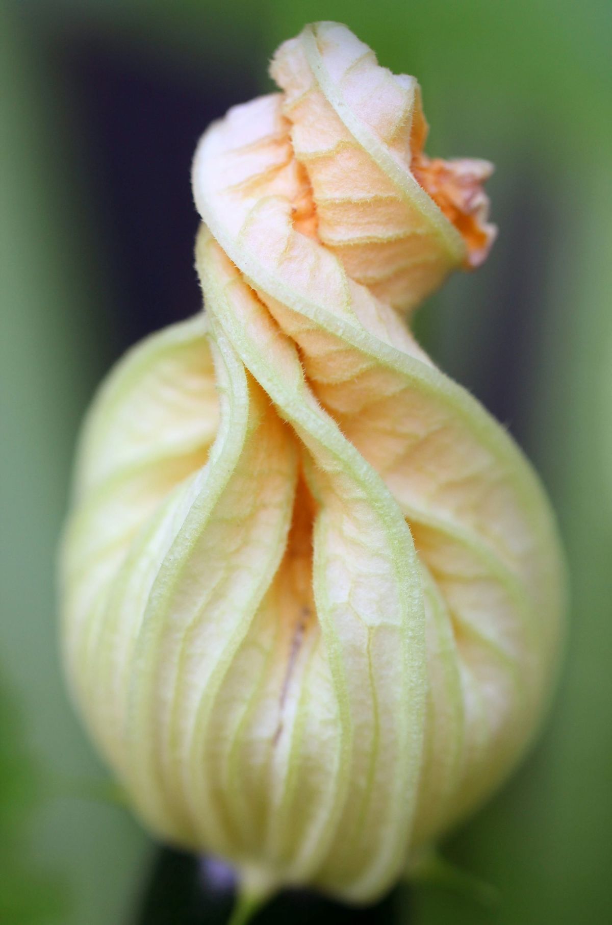 Courgette gluts, books, and food events