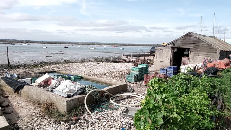 Some thoughts on oyster soup