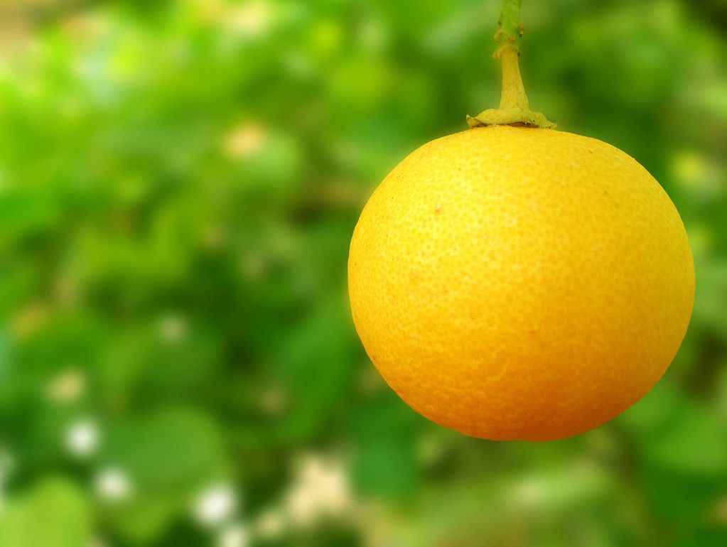 The lime that is key to a truly great pie