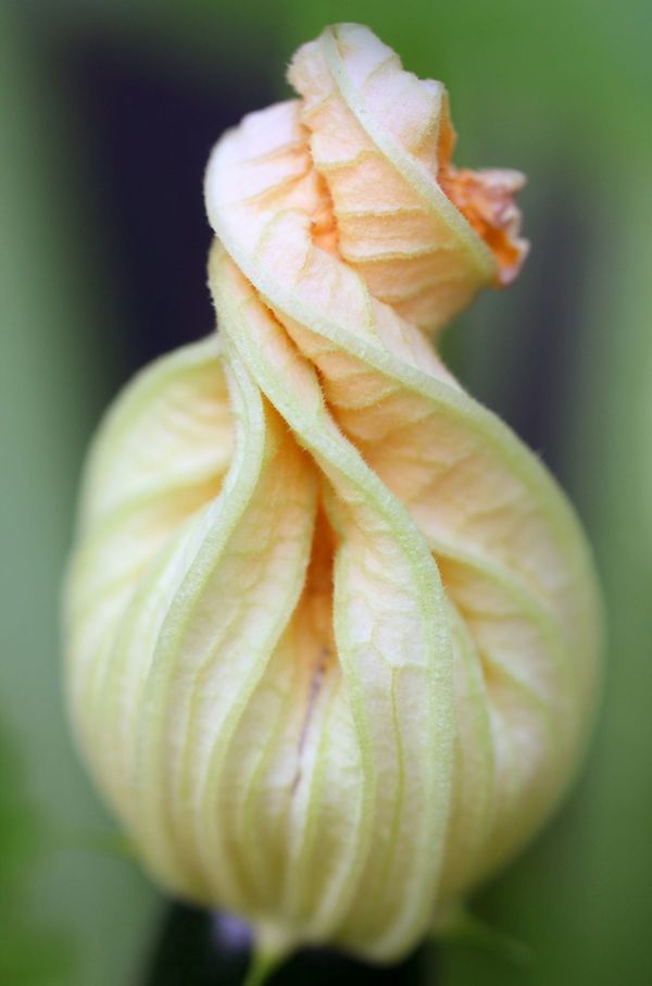 Courgette gluts, books, and food events