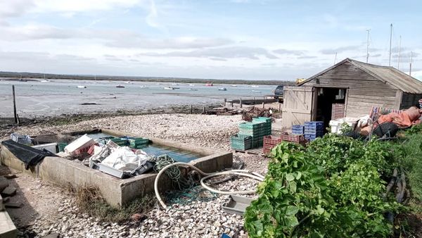 Some thoughts on oyster soup