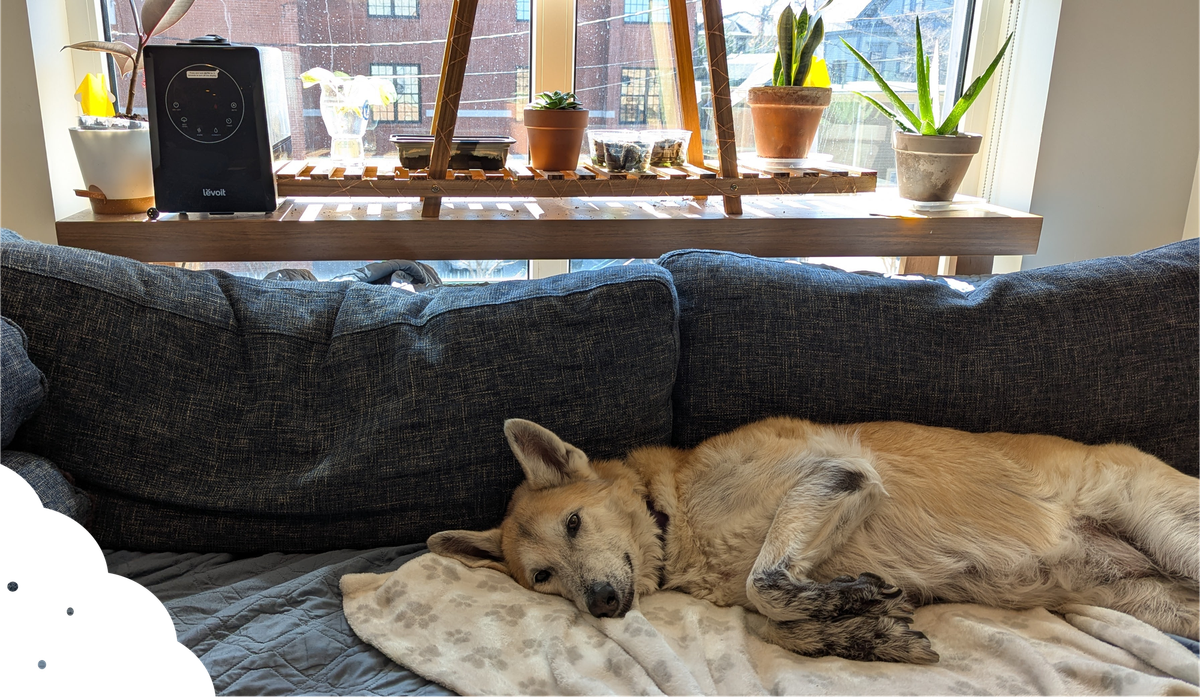 A dog lying on a couch near a window with some plants