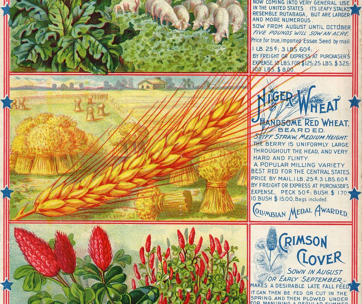 A nineteenth-century advertisement for rapeseed, wheat, and crimson clover seeds, featuring illustrations of each plant, and some pigs.