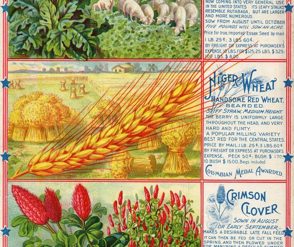 A nineteenth-century advertisement for rapeseed, wheat, and crimson clover seeds, featuring illustrations of each plant, and some pigs.