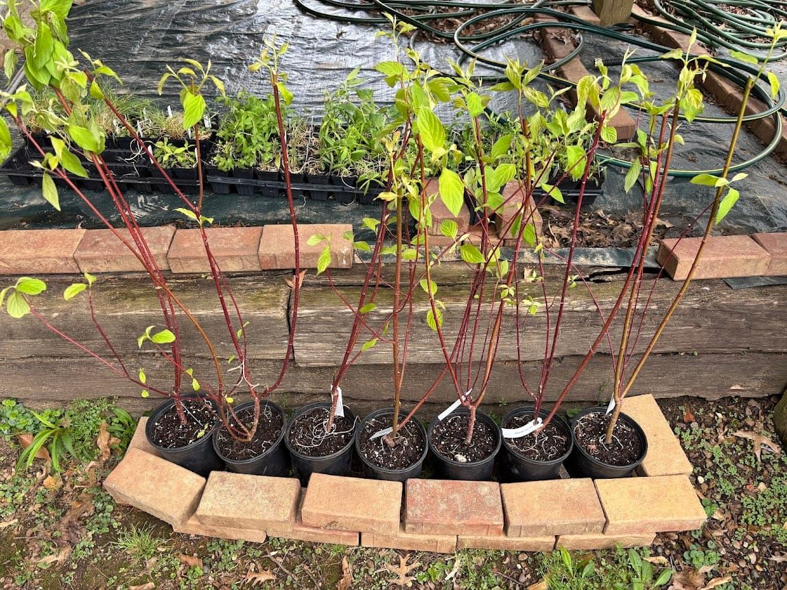 #13: Killing Grass With Cardboard