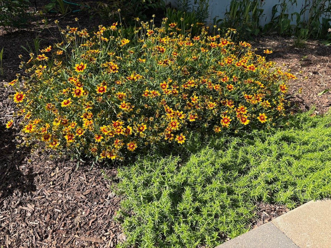 #3: Learning About Native Plants vs. Cultivars