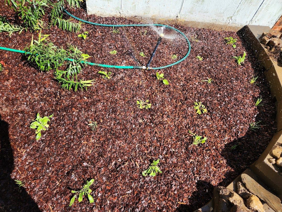#4: My First Native Plants Have Arrived!