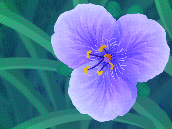 #6: Deciding to Turn My Back Yard Into a Wildflower Prairie