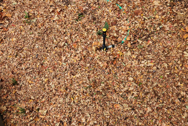 #8: Creating Leaf Mulch