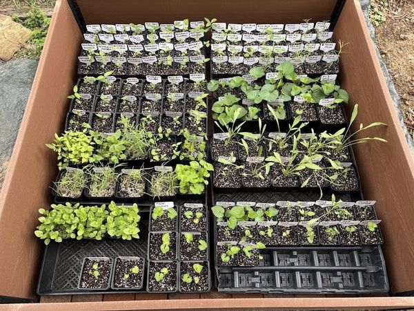 #15: Winter Sowing, Part 3