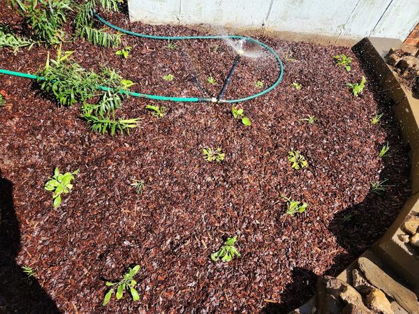 #4: My First Native Plants Have Arrived!