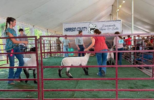 Harrison County Livestock Sale Sets Record With $82,275 Going to Youth Exhibitors