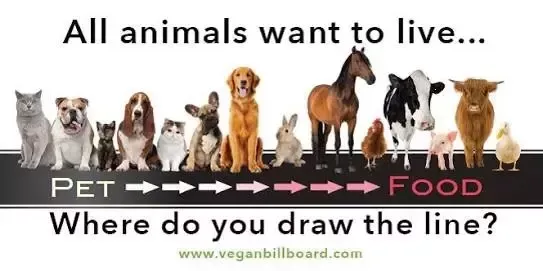 From Plant-Based to Animal-Based: Changing My Mind on Food