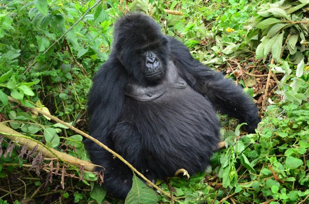 From Plant-Based to Animal-Based: Changing My Mind on Food