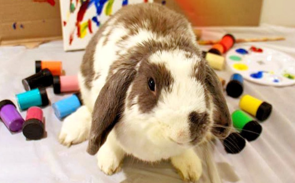 One of the internet’s largest bunny accounts hits out at online homophobia