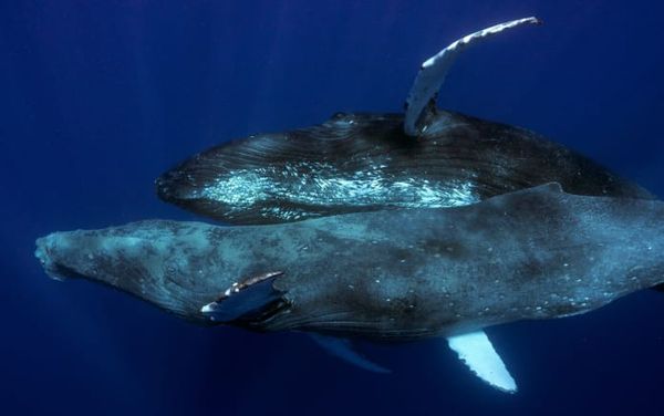 Humpback whales caught having gay sex on camera make history