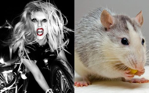 Rats enjoy “bopping to the beat” of Lady Gaga’s hit song Born This Way, study finds
