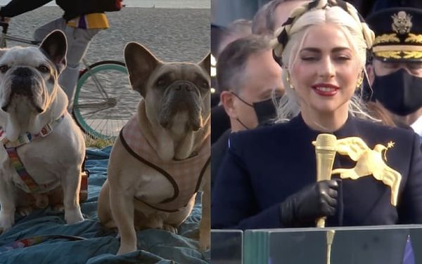 LAPD have safely returned Lady Gaga’s missing dogs, Koji and Gustav