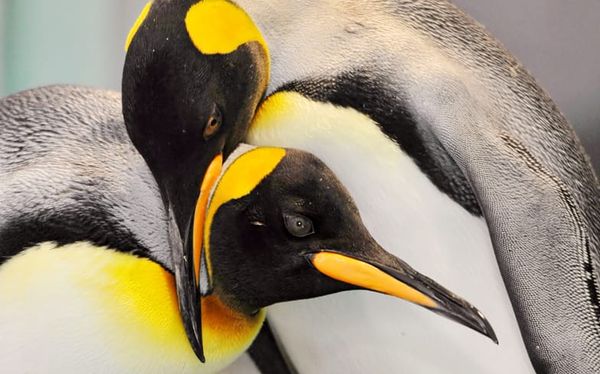 Gay penguin couple take chick after thinking it had been abandoned by its parents