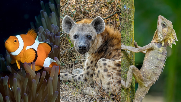 18 animals you didn’t know were biologically trans