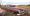A Millionaire's Abandoned Classic Car Collection