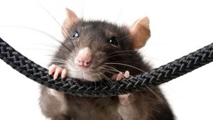Rodents Snacking On Cars Is An Exploding Problem